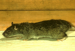 Rodent_NorwayRat