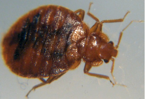 Photo of bed bug from Clark Pest Control.