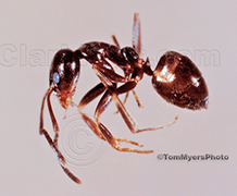 Argentine-Ant