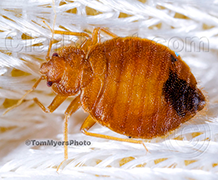 Are Pantry Moths Hard To Get Rid Of In Anaheim?