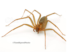 Brown Recluse Spiders  Nebraska Extension in Lancaster County