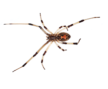 Brown Widow Spider  Clark Pest Control