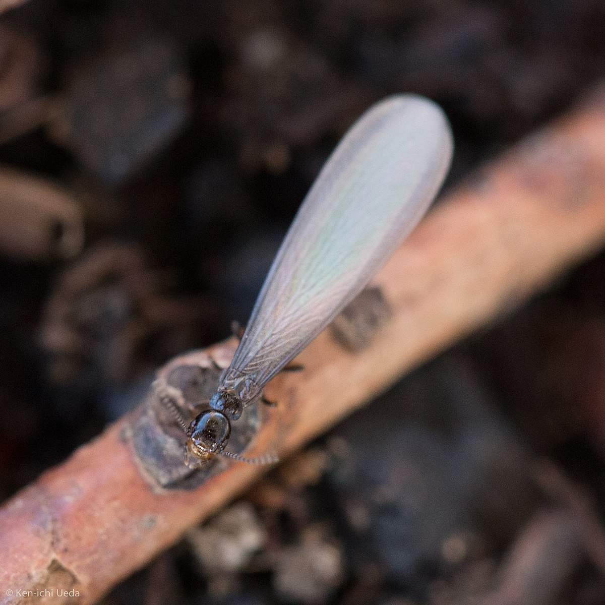 Western Subterranean Termite Swarmer (Black body)